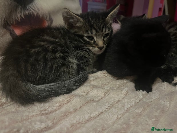 Savannah cats Savannah Cross Kittens - Advert 5