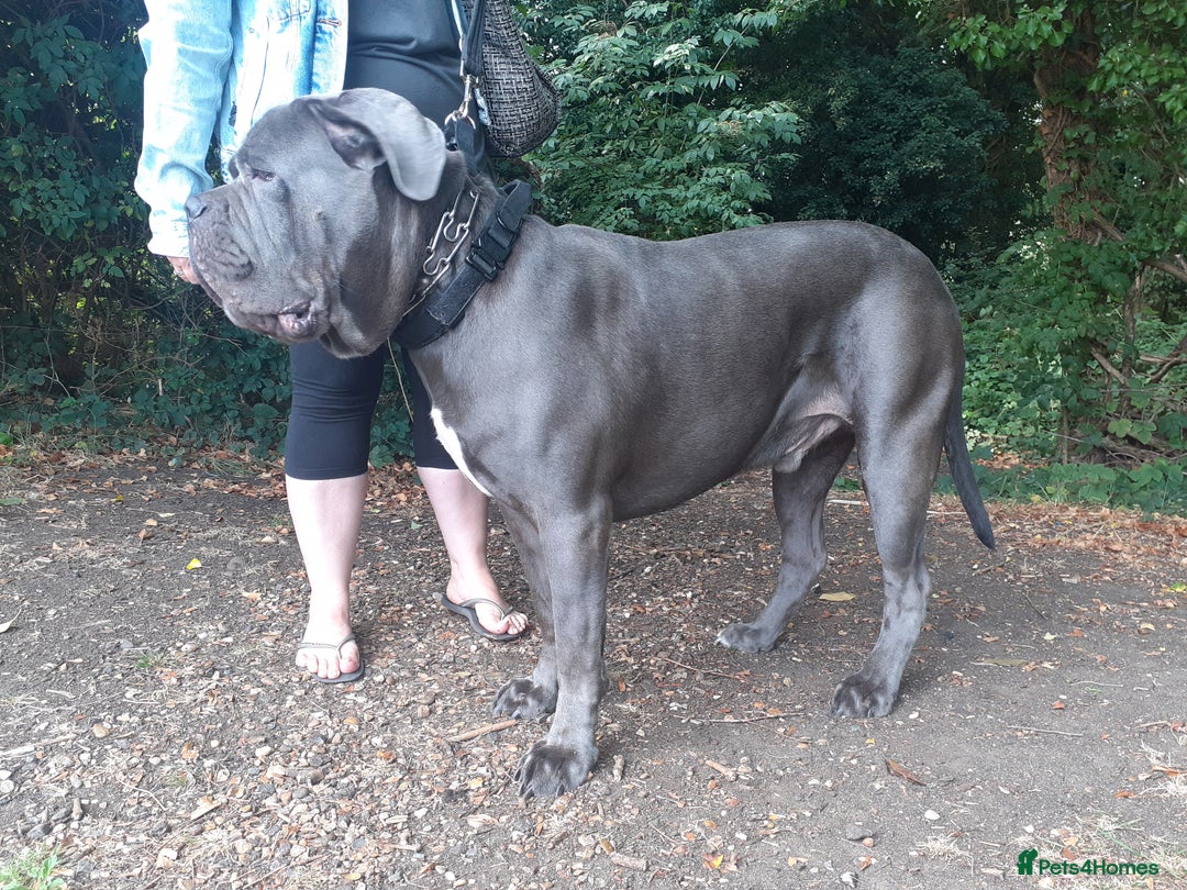 Cane Corso dogs for stud: BLUE CANE CORSO STUD  in Waltham Cross - Image 14
