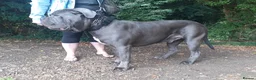 Cane Corso dogs for stud: BLUE CANE CORSO STUD  in Waltham Cross - Advert 14