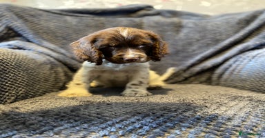 Cocker Spaniel dogs - Advert 4
