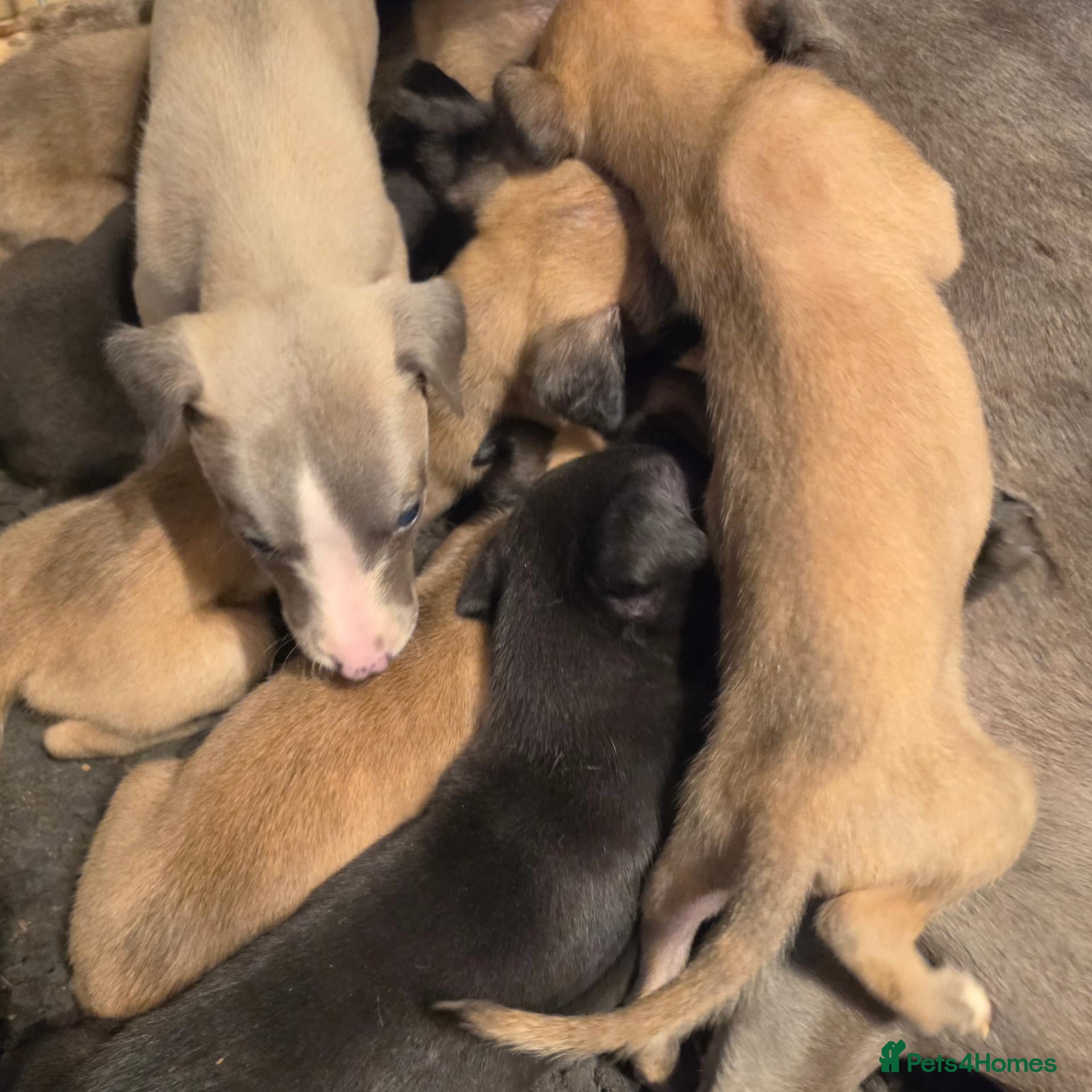 Whippet dogs Whipped pups - Advert 10