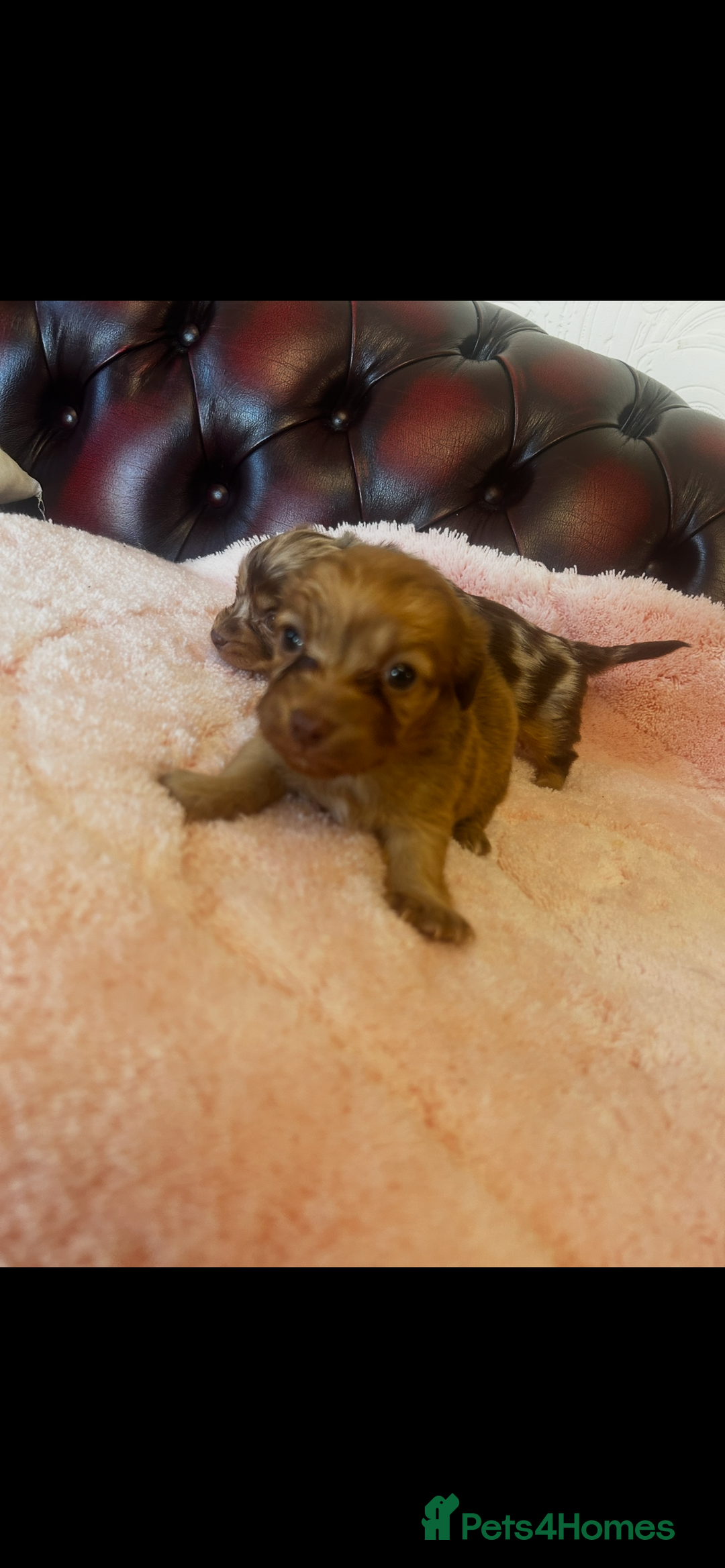 Miniature Dachshund dogs for sale: Miniature dachshund puppies - Advert 6