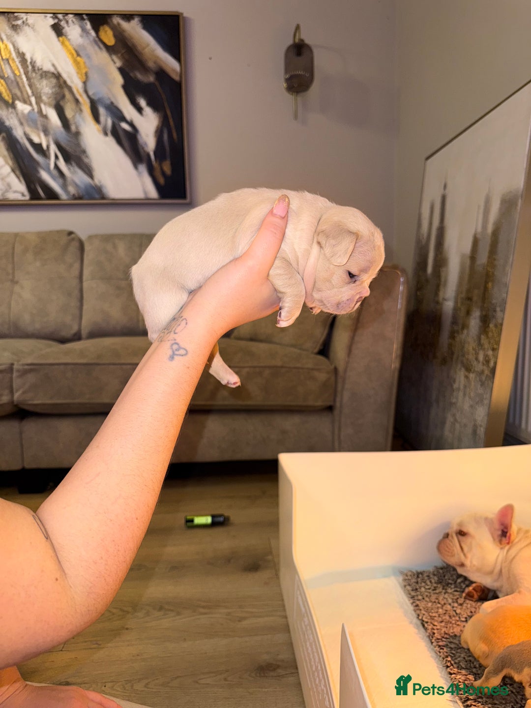 French Bulldog dogs for sale: 4 stunning French bulldogs carrying fluffy - Advert 3