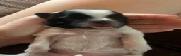 Shih Tzu dogs for sale: Imperial Shih Tzu - Advert 28