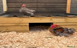Chickens poultry for sale: Frizzle cock and hen - Image 2