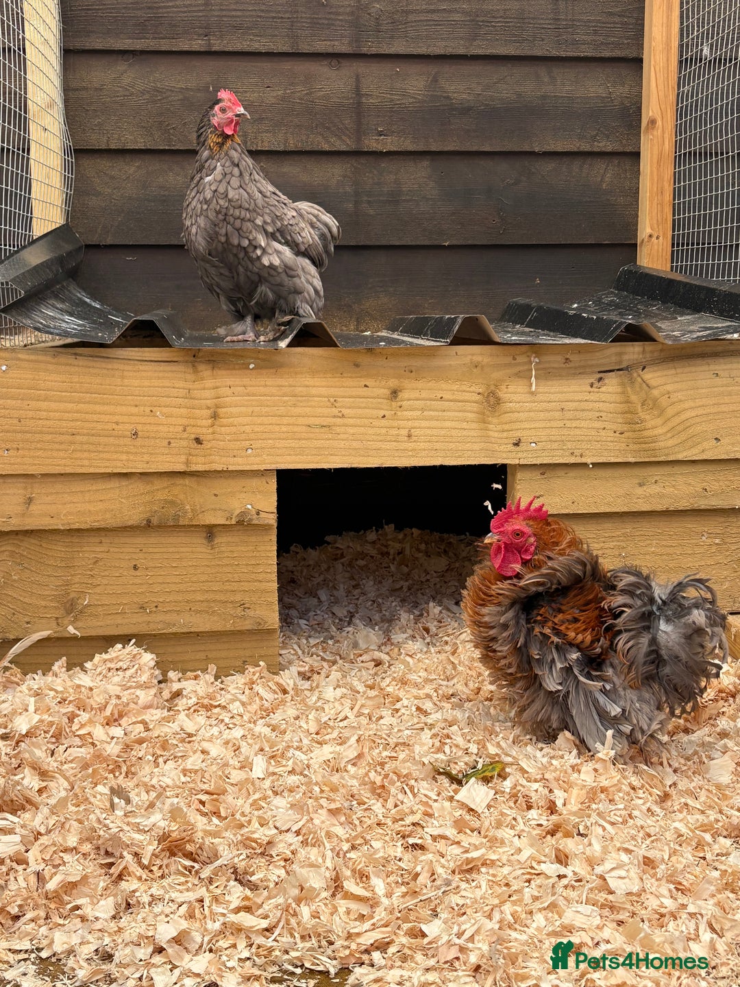 Chickens poultry for sale: Frizzle cock and hen - Image 2