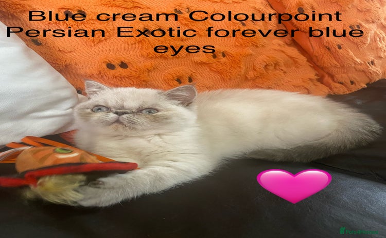 Persian cats - Advert 1