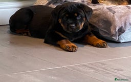 Rottweiler dogs for sale: KC Reg Rottweiler  - Image 2