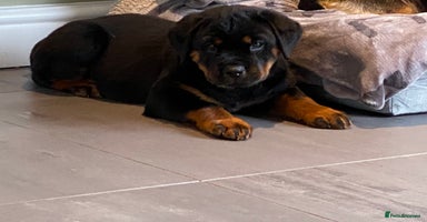 Rottweiler dogs - Advert 2