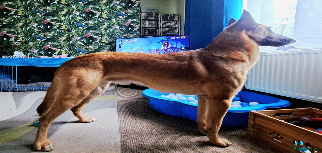 Gallery Image {{count}}