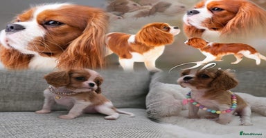 Cavalier King Charles Spaniel dogs - Advert 12