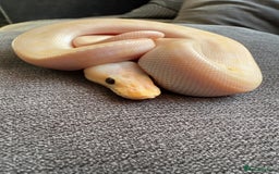 Python Snake reptiles for sale: Super pastel champagne banana ball python  - Image 3