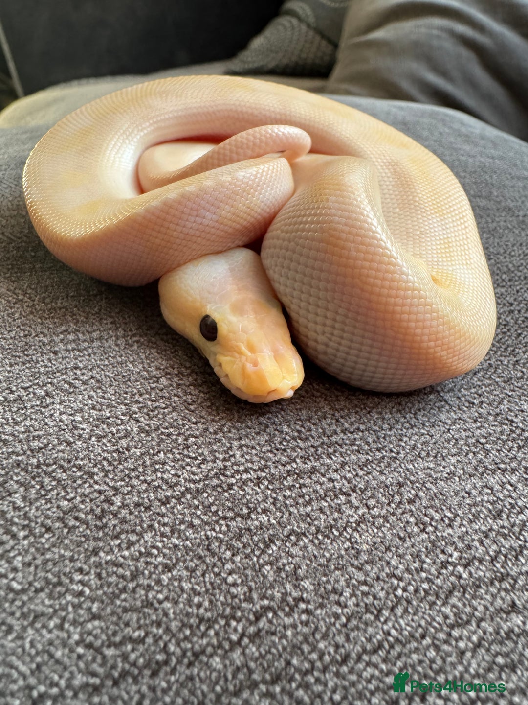 Python Snake reptiles for sale: Super pastel champagne banana ball python  - Image 3