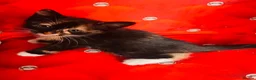 Mixed Breed cats for sale: Beautiful kittens for sale  - Advert 3