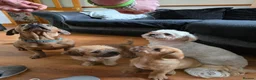 Mixed Breed dogs for sale: Ready for new home Shih Tzu cross puppies in Bury - Advert 3