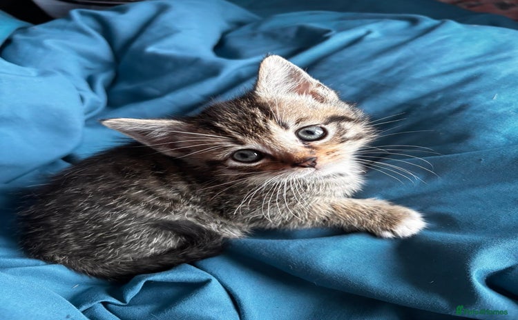 Mixed Breed cats - Advert 4