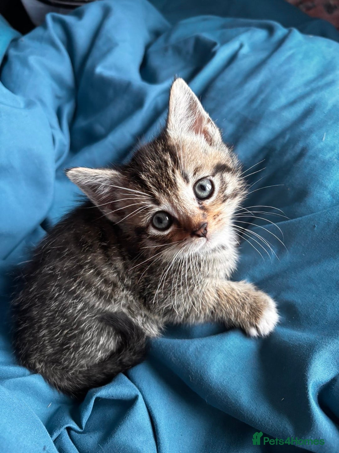 Mixed Breed cats for sale: Beautiful mixed breed blue eyes silver/grey tabby  - Image 1