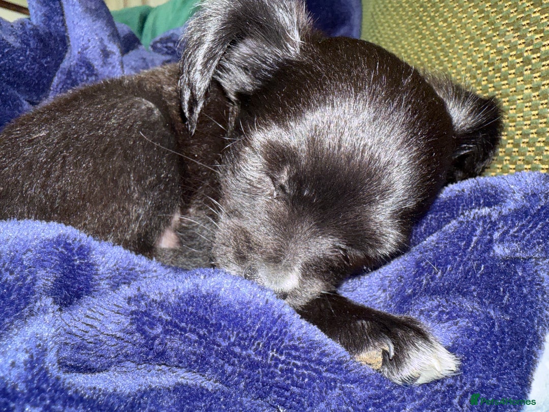 Chihuahua dogs for sale: Chihuahua X Puppies - Image 17