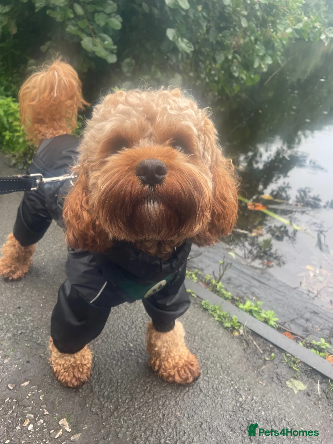 Cavapoo dogs for stud: STUD not Sale - Advert 1