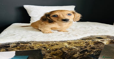 Miniature Dachshund dogs - Advert 19