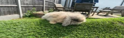 Mini Lion Lop rabbits for sale: Mini Lion Lops for sale  - Advert 13