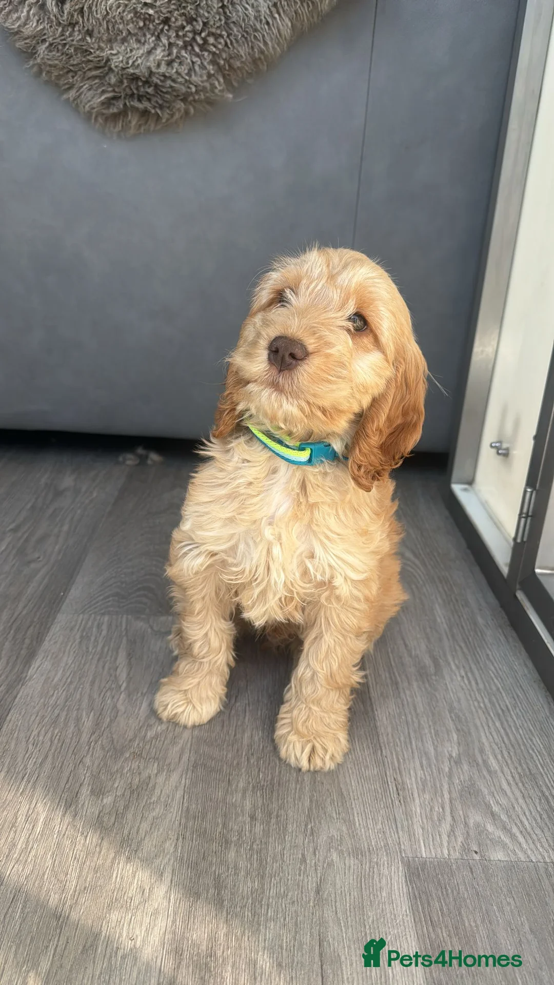 Cockapoo dogs for sale: Cockerpoo pup - Advert 1