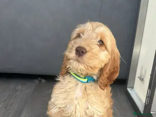 Cockapoo dogs Cockerpoo pup - Advert 17