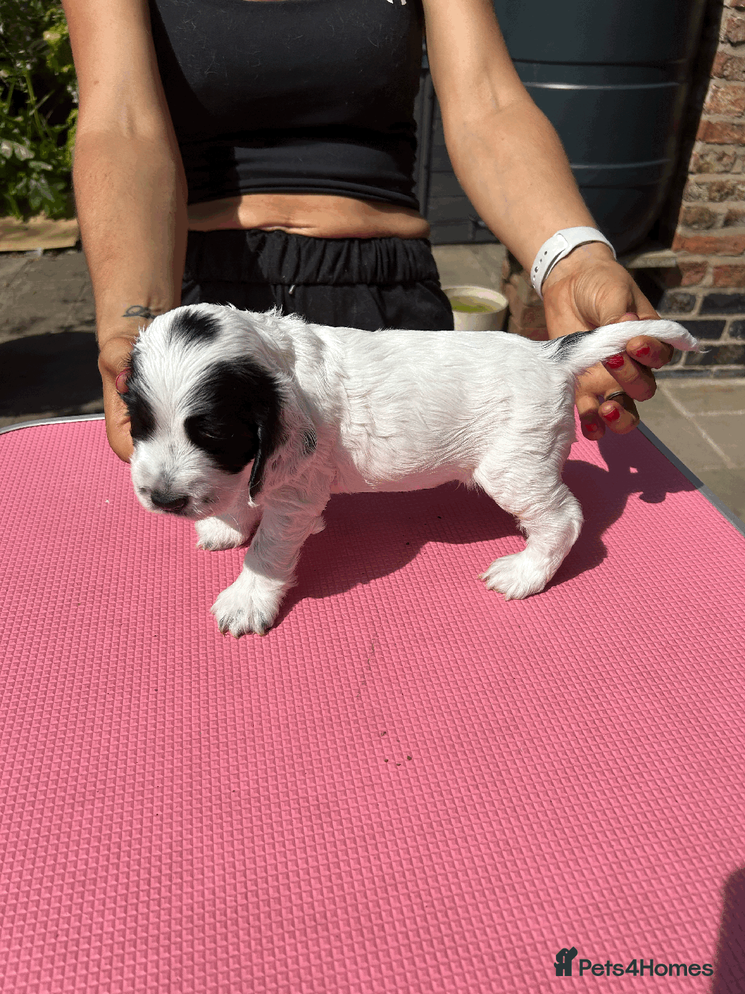 Cocker Spaniel dogs for sale: Cocker Spaniel Pups – From Lindridge Line  - Image 6
