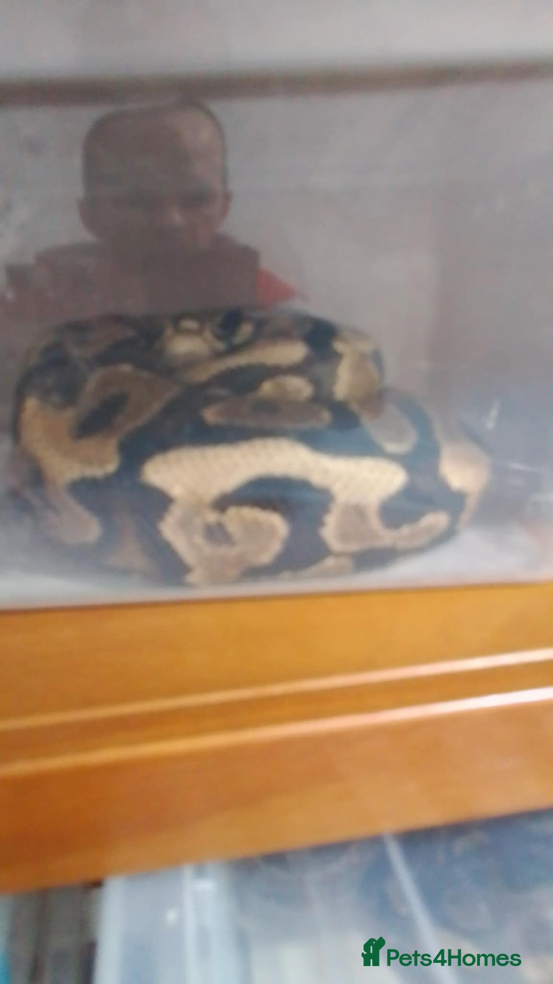 Python Snake reptiles for sale: Ball pythons for sale  - Advert 11