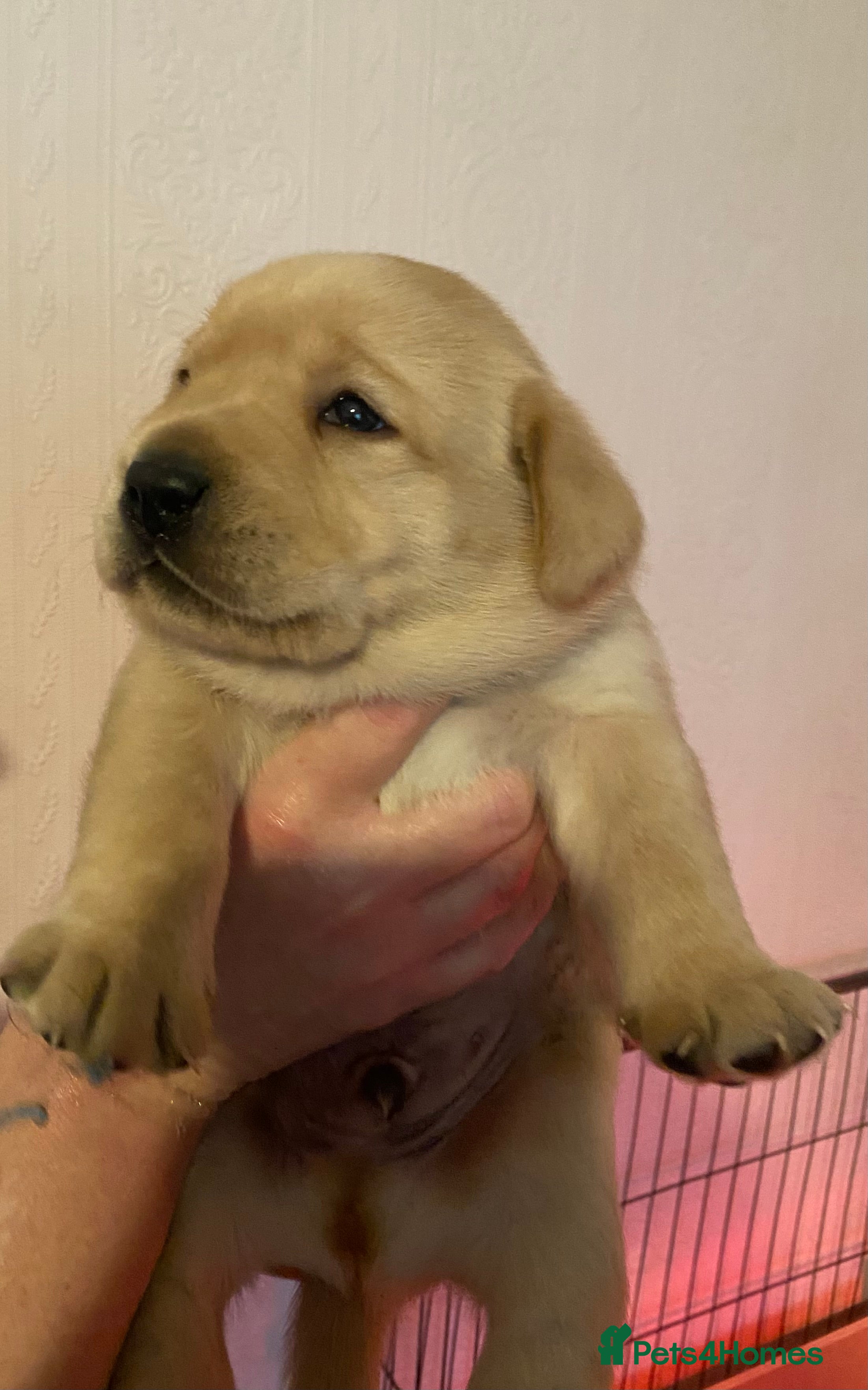 Labrador Retriever dogs yellow dog and one chocolate bitch available  - Advert 9