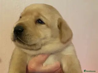 Labrador Retriever dogs yellow dog and one chocolate bitch available - Advert 9