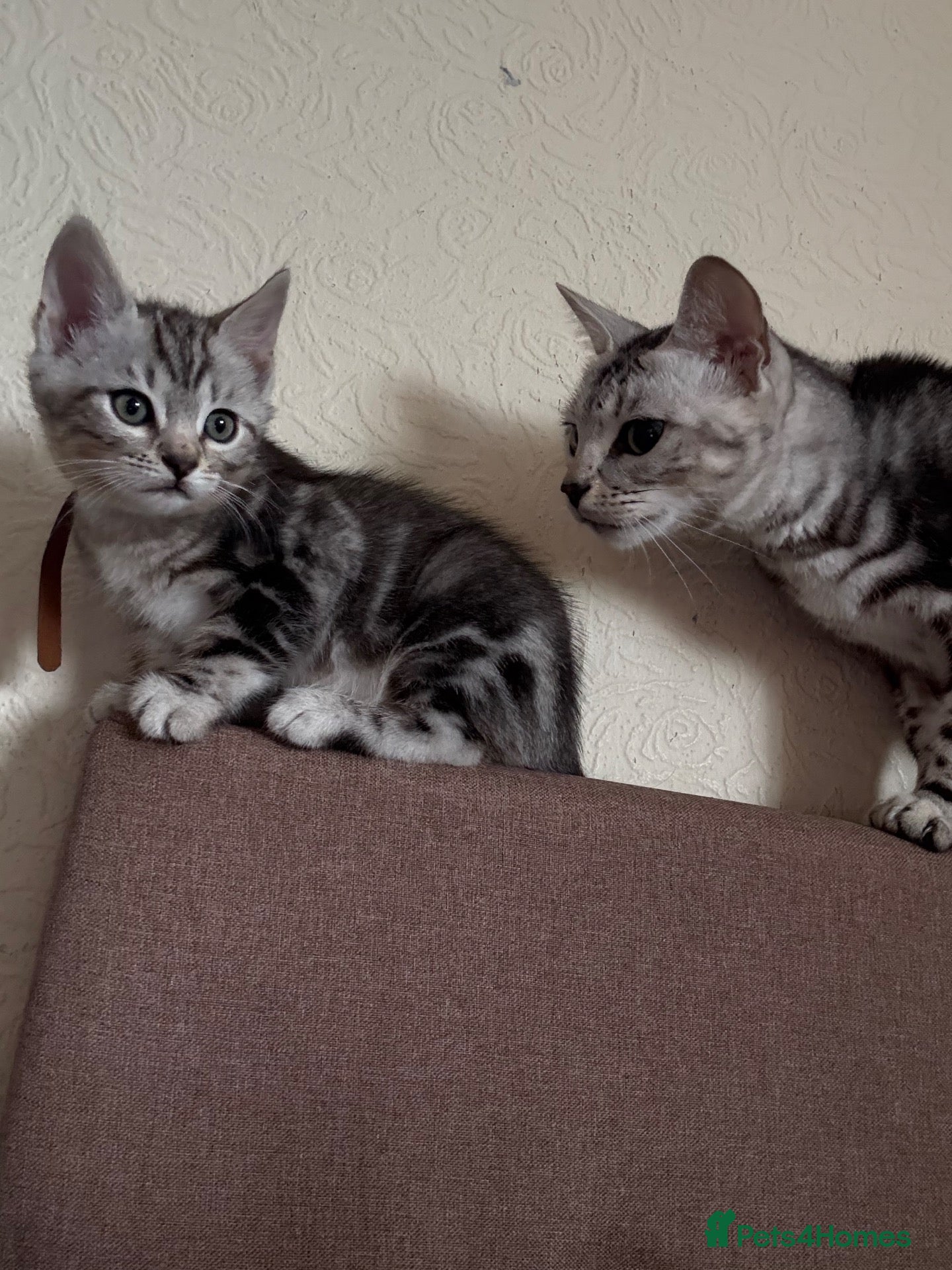 Norwegian Forest Cat cats NEED TO GO NOW! 3 kitties left - Advert 4