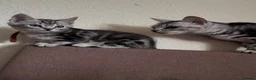 Norwegian Forest Cat cats for sale: NEED TO GO NOW! 3 kitties left - Advert 1