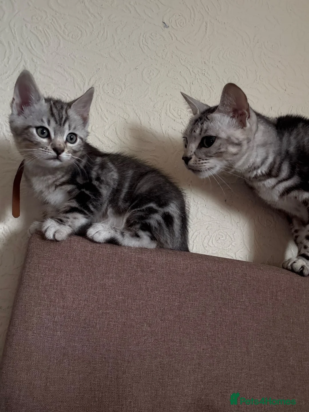 Norwegian Forest Cat cats for sale: NEED TO GO NOW! 3 kitties left - Advert 1