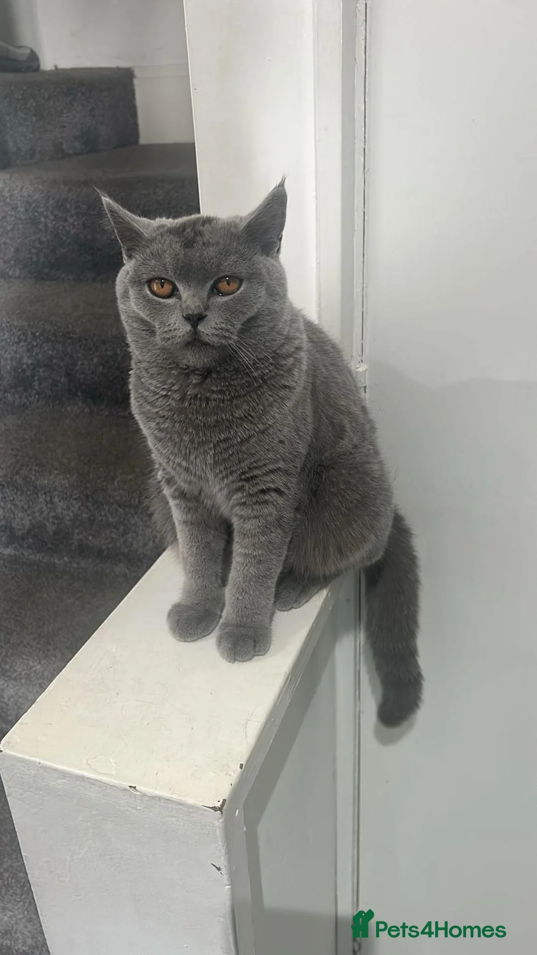 Brazilian Shorthair cats for sale: British short hair in Leeds - Advert 2