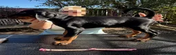 Dobermann dogs for sale: Stunning KC reg Doberman puppies  - Advert 12