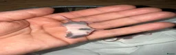 Mouse rodents for sale: Loads of females and males - Advert 10