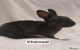 Rex rabbits for sale: Baby Purebred Rex Rabbits For Sale - Image 10
