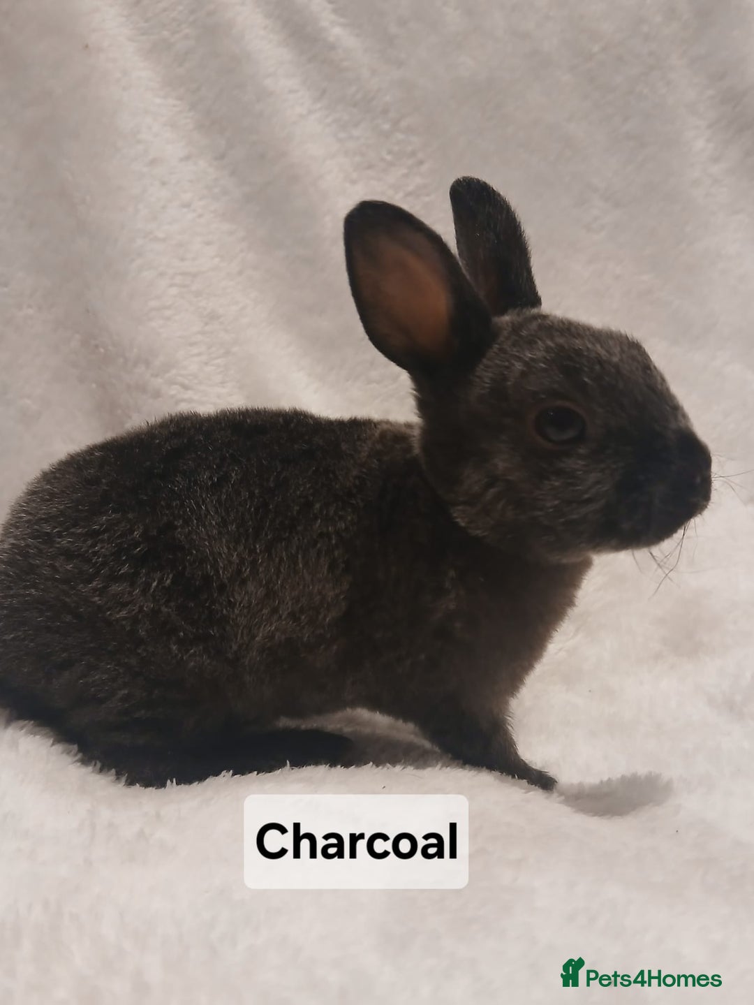 Rex rabbits for sale: Baby Purebred Rex Rabbits For Sale - Image 10