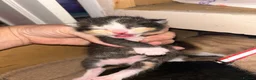 Mixed Breed cats for sale: 5 Mixed Bengal Kittens  in Bristol - Advert 4