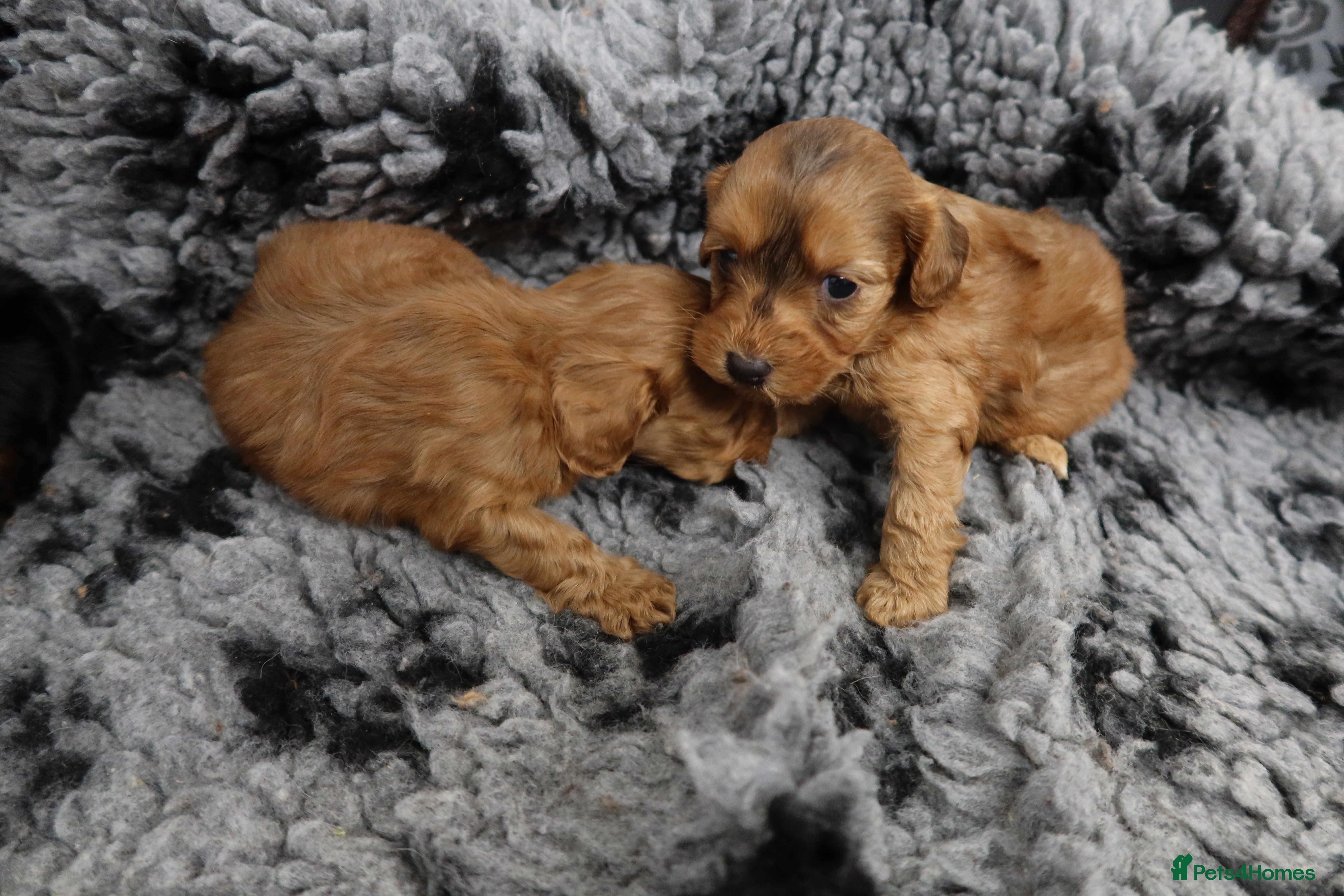 Cockapoo dogs 8 F1 Cockapoos available  - Advert 12