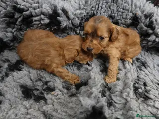 Cockapoo dogs 8 F1 Cockapoos available - Advert 17