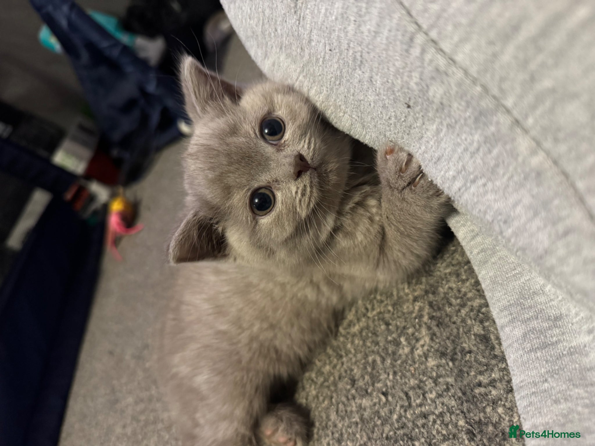 British Shorthair cats  Beautiful British Shorthairs For Sale. - Advert 1