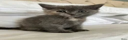 Ragdoll cats for sale: Pretty ragdoll X short hair friendly girl kittens  - Advert 4