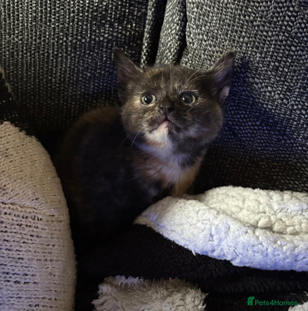 Domestic Shorthair cats for sale: Beautiful kittens looking for forever home - Image 2