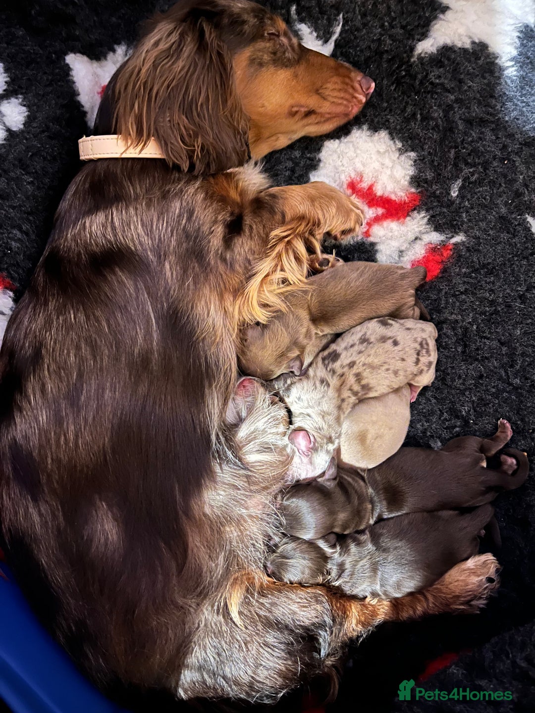 Miniature Dachshund dogs for sale: Long haired mini daschunds  - Advert 1