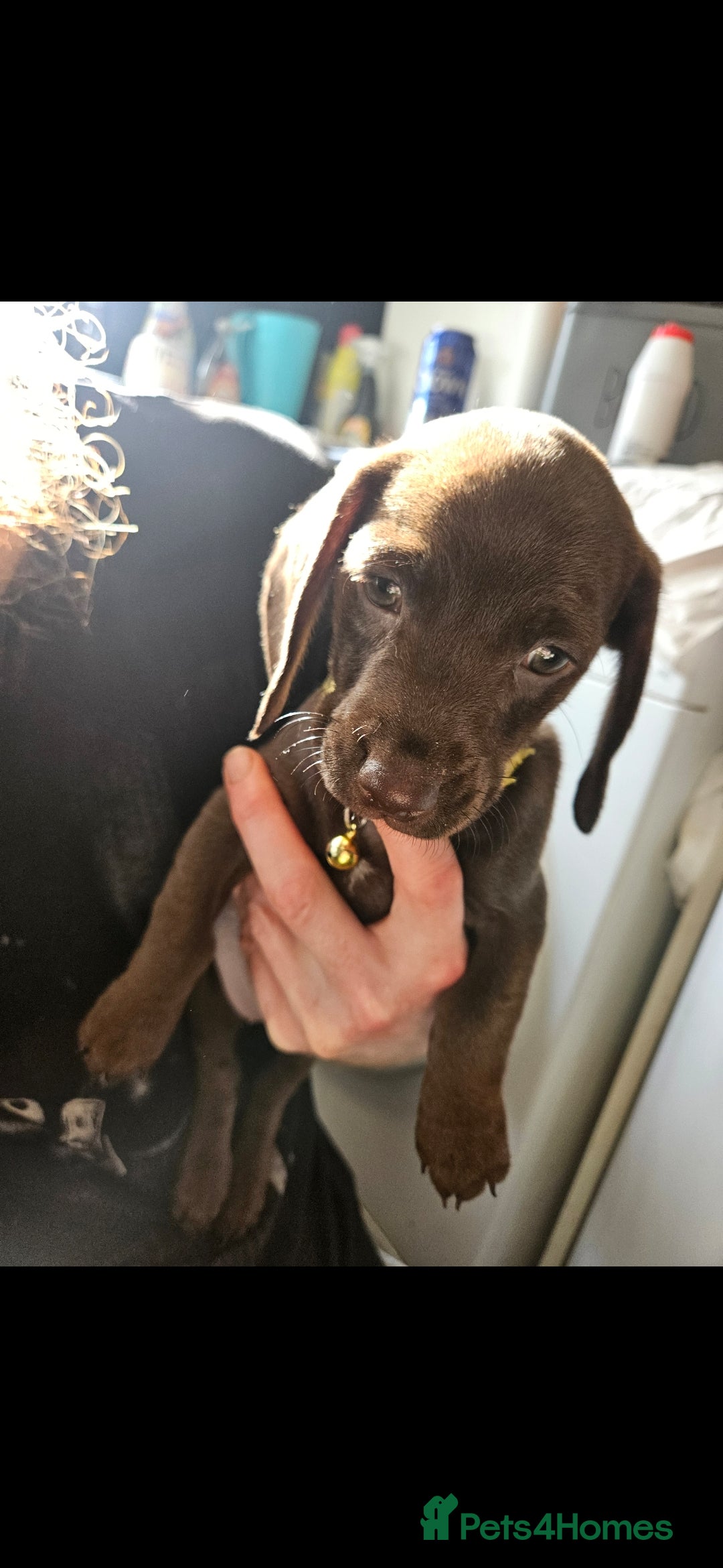 Mixed Breed dogs for sale: Pug x miniature dachshund *Only one left* - Image 24