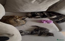 Maine Coon cats for sale: 2 Maine coon x tabby kittens  - Image 10