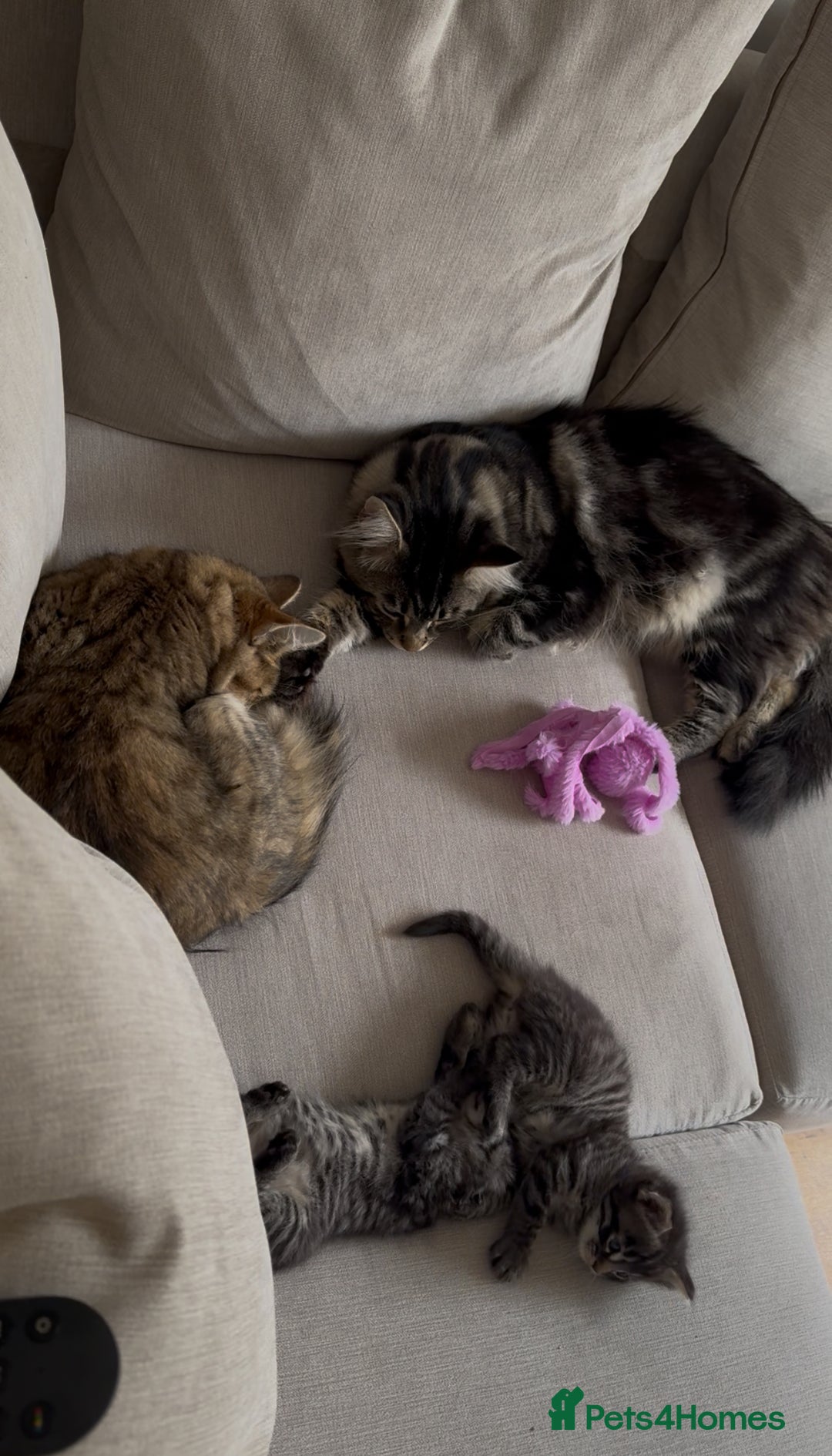 Maine Coon cats for sale: 2 Maine coon x tabby kittens  - Image 10