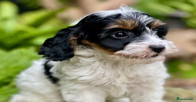 Cavapoo dogs - Advert 7
